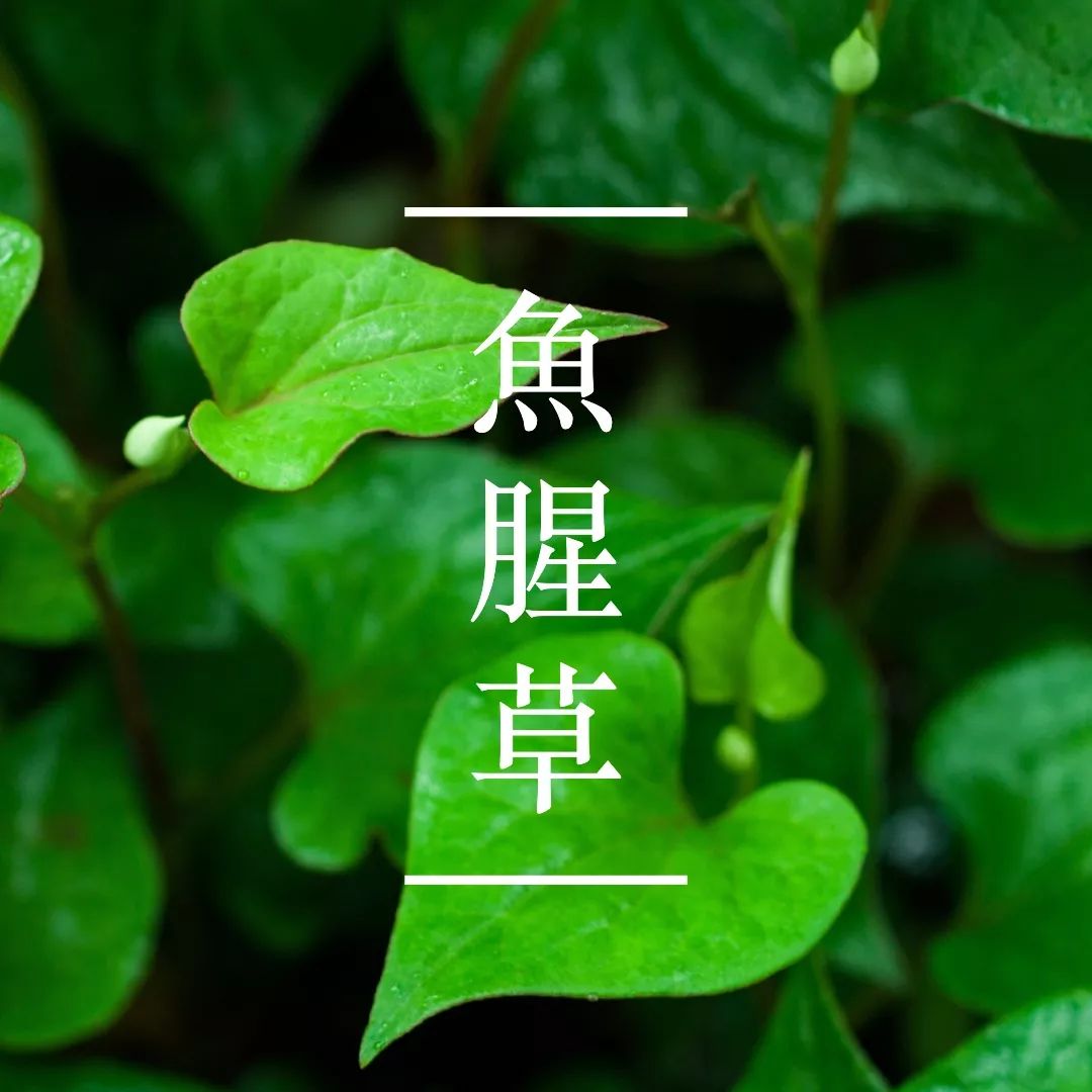 相關(guān)植物-魚(yú)腥草