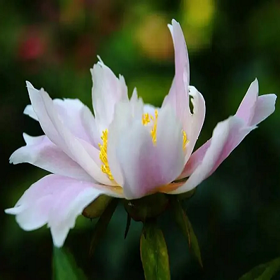 芍藥
