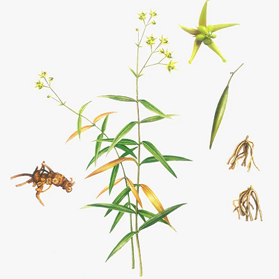 相關(guān)植物-徐長卿