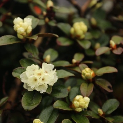相關植物-烈香杜鵑