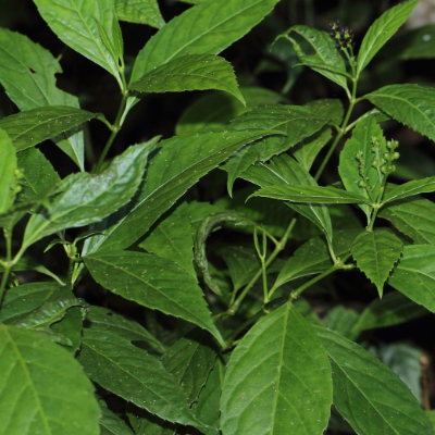 相關(guān)植物-草珊瑚