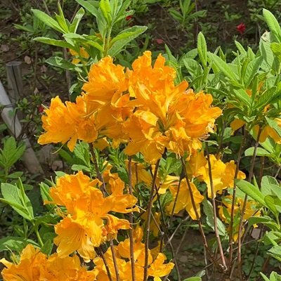 相關(guān)植物-鬧羊花