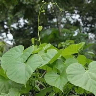 青牛膽