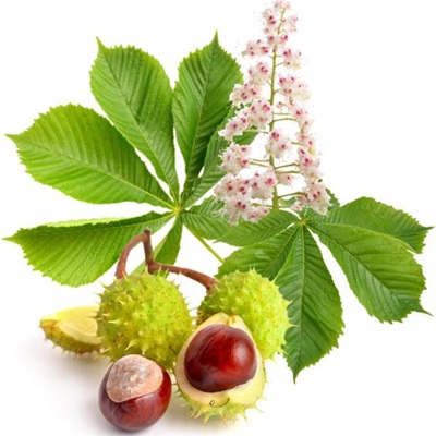 相關(guān)植物-歐洲七葉樹(shù)