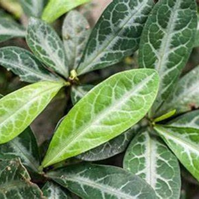 相關(guān)植物-龍脷葉