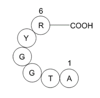 H2N-ATGGYR-OH Struktur