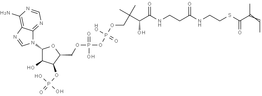 2-Methylcrotonyl-CoA Struktur