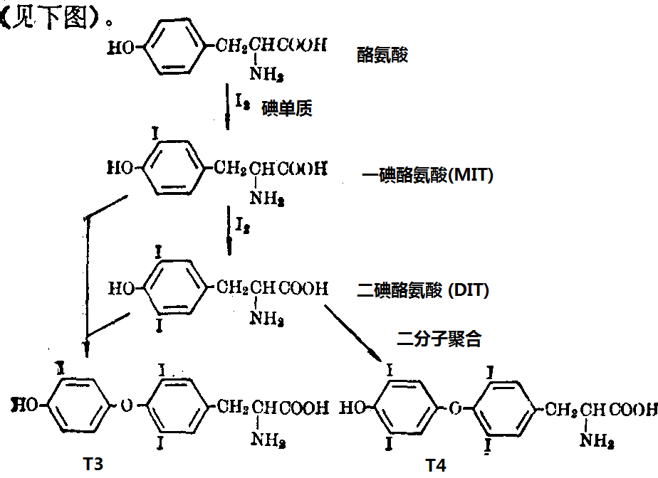 酪氨酸的碘化和T4、T3合成步驟