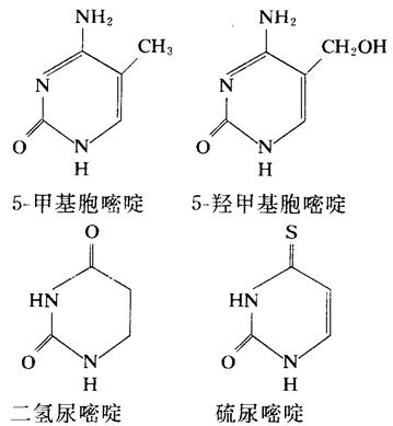 二氫尿嘧啶、硫脲嘧啶、5-甲基胞嘧啶