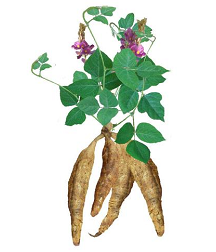 葛根肽
