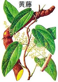 “植物抗生素”—之黃藤素