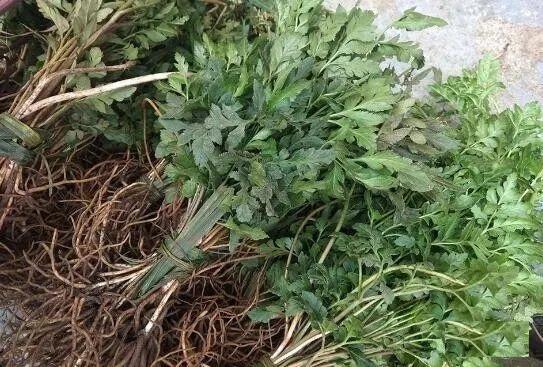 蘆丁草的功效與作用