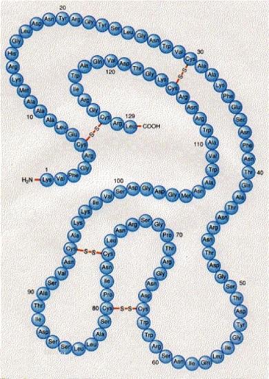 溶菌酶 (lysozyme)