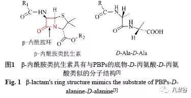 β-內(nèi)酰胺結(jié)構(gòu)式 β-內(nèi)酰胺結(jié)構(gòu)式