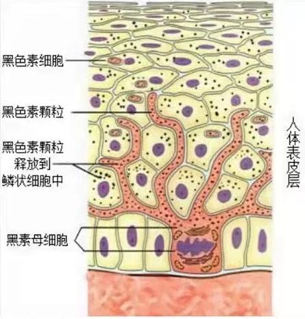 煙酰胺究竟是什么呢？