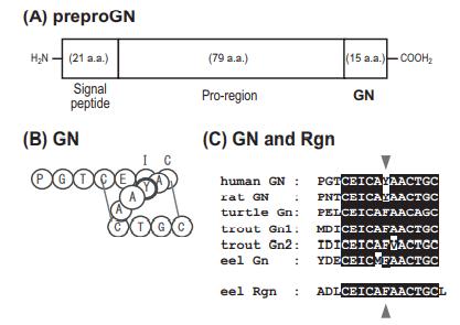 GUANYLIN (RAT) GUANYLIN (RAT)