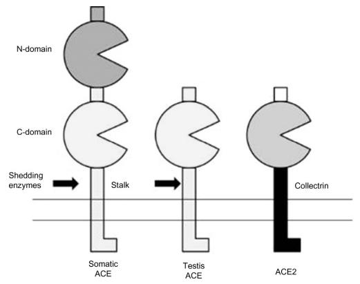 structure of ACE structure of ACE