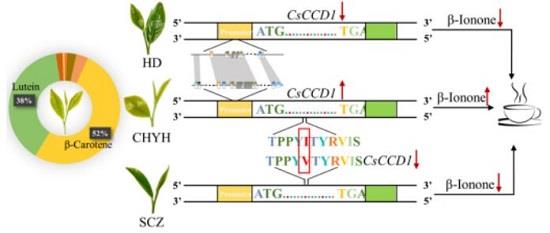 CsCCD1的啟動(dòng)子和編碼序列多樣性可能有助于茶葉β-紫羅蘭酮的差異積累