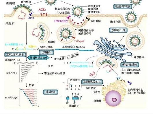 溶菌酶對(duì)新冠病毒重大科研突破!
