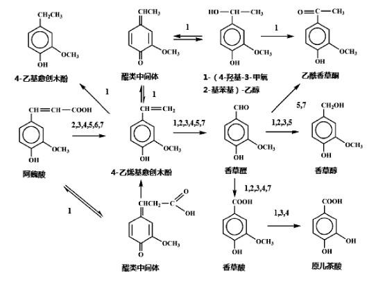 4-乙烯基-2-甲氧基苯酚在發(fā)酵食品中的作用及生物合成