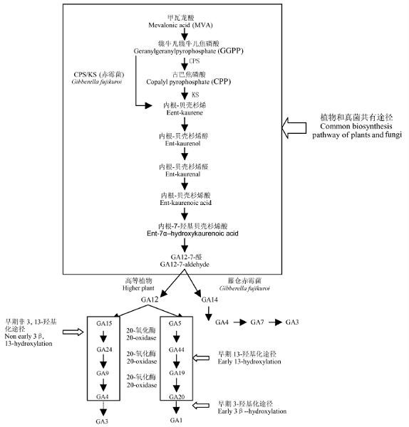 赤霉素的生物合成、作用機(jī)理及應(yīng)用