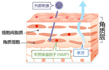 煙酰胺修復屏障