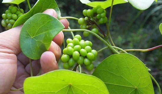 千金藤素是什么？有什么功效？