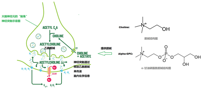 甘油磷酰膽堿在運(yùn)動(dòng)補(bǔ)劑中的作用