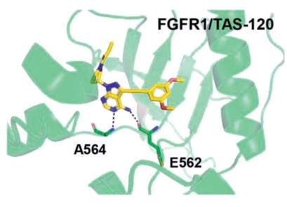Figure 1. Co-crystal structure of futibatinib (TAS120)–FGFR1. Figure 1. Co-crystal structure of futibatinib (TAS120)–FGFR1.