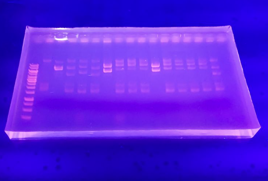 AGAROSE