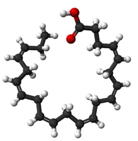 二十二碳六烯酸的生物活性與作用機(jī)制