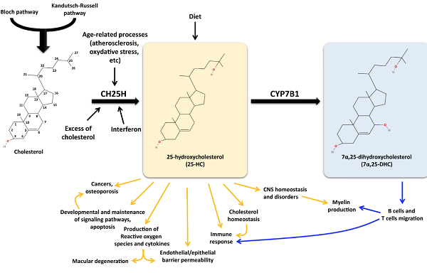 25-HYDROXYCHOLESTEROL