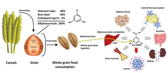 Figure 1.chematic diagram illustrating the source of food enriched with alkylresorcinols, their metabolic pathway and bioactivity of their metabolite 3,5-dihydroxybenzoic acid the human body.png
