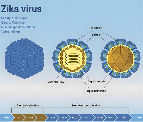 寨卡(zika)病毒核酸檢測試劑盒(熒光-PCR法)的應(yīng)用