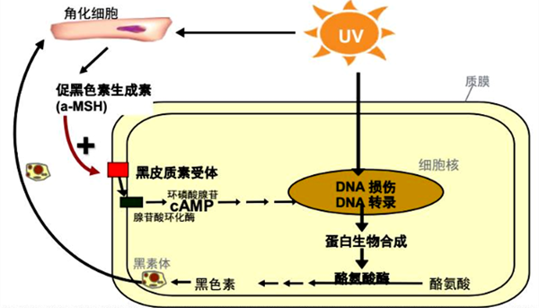 九肽-1的作用原理