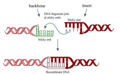 如何能優(yōu)化T4 DNA連接酶連接效率呢？