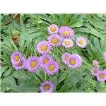 Breviscapin；Erigeron breviscapus extract