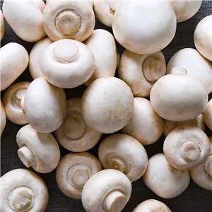 Agricus bisporus Extract