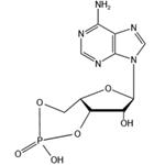 60-92-4 Adenosine 3’,5’-cyclic monophosphate (cAMP)