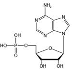 61-19-8 Adenosine 5’-monophosphate（AMP-H）