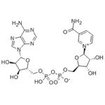 53-84-9 beta-Diphosphopyridine nucleotide