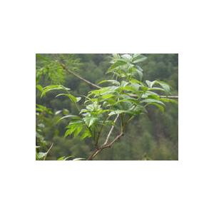 二氫楊梅素