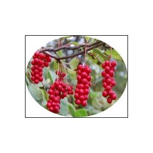 廠家現(xiàn)貨供應(yīng)質(zhì)優(yōu)價(jià)廉的五味子提取物，五味子總素