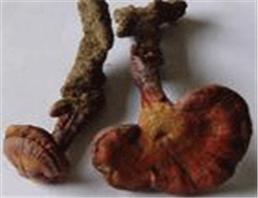 質(zhì)優(yōu)價(jià)廉的天之潤靈芝多糖，靈芝提取物