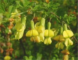 質(zhì)優(yōu)價(jià)廉的天之潤燃料木素，植物提取物