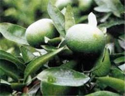 質(zhì)優(yōu)價(jià)廉的天之潤橙皮甙，植物提取物