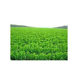 天順公司提供食品級甜菊糖 甜菊糖生產(chǎn)廠家 甜菊糖價格
