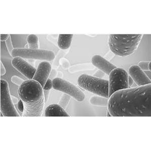 Ad-GFP-LC3B
