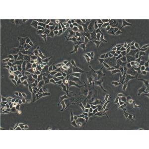 JB6 Cl 30-7b細胞：小鼠表皮細胞系