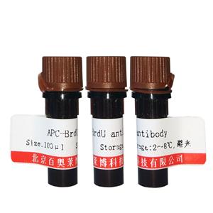 BCL2 BETA蛋白抗體